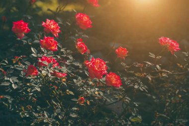 Gül çiçeğini bağbozumuyla kapat ve bulanık sırt renginde mat et