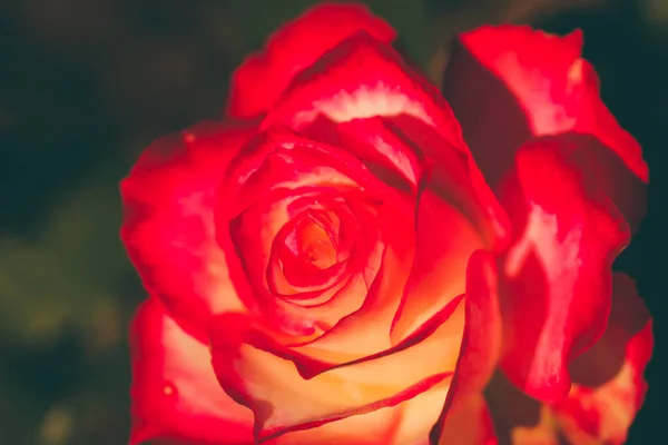 Flor de rosa de cerca en color vintage y mate con respaldo borroso —  Fotos de Stock