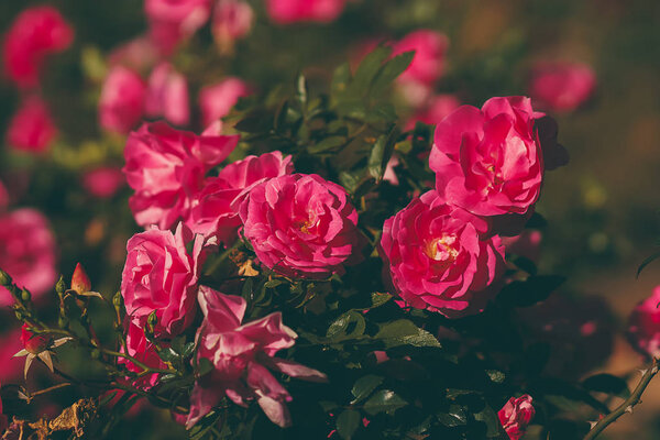 Close up rose flower in vintage and  matte color with blur backg