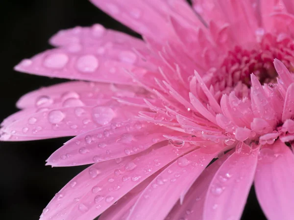 Close up soft pink gerbera flower with water drop. — Stock Photo, Image