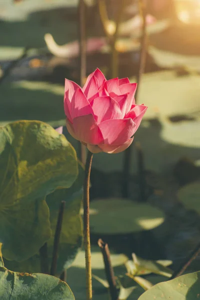 Beautiful pink lotus flower with green leaves. — Stock Photo, Image