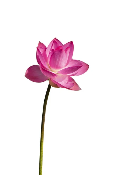 Bellissimo fiore di loto rosa isolato su sfondo bianco — Foto Stock