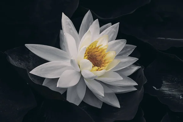 Close up water lily in dark leaves background. — Stock Photo, Image