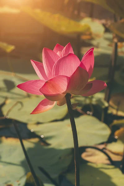 Beautiful pink lotus flower with green leaves. — Stock Photo, Image