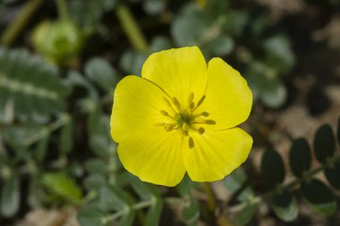 Şeytanın dikenli bitkisinin sarı çiçeği.
