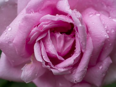 Arkaplanı bulanık pembe gül çiçeği.