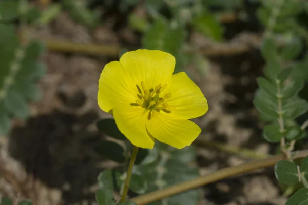 La flor amarilla de la planta espina del diablo . —  Fotos de Stock