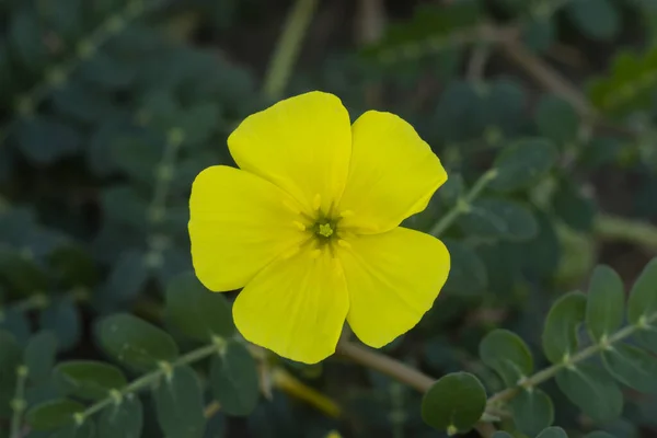 A flor amarela da planta de espinho do diabo . — Fotografia de Stock