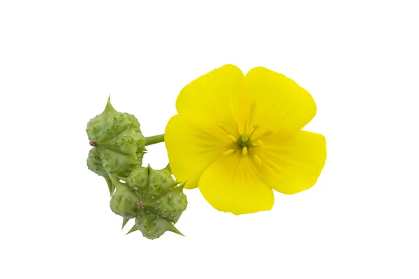 Close up the yellow flower of devil's thorn on white background. — Stock Photo, Image