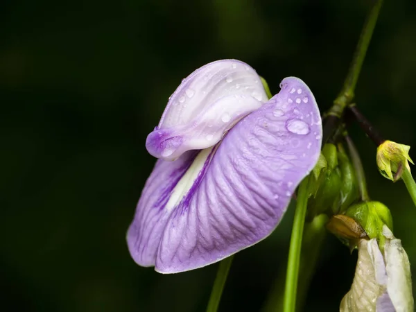 Pillangó borsó közeli virága — Stock Fotó