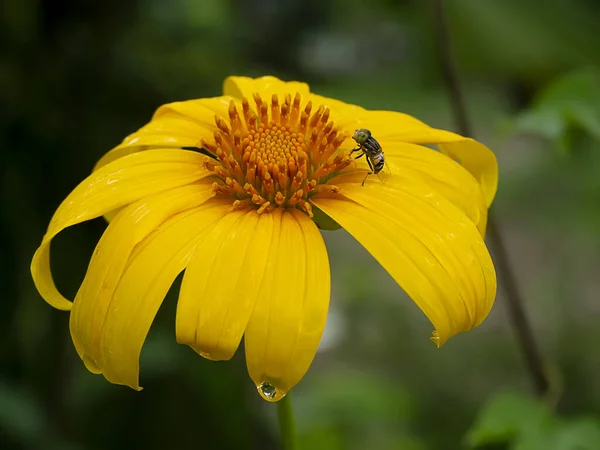 黄色のメキシコひまわり、ニトベギク属コメツガ花. — ストック写真