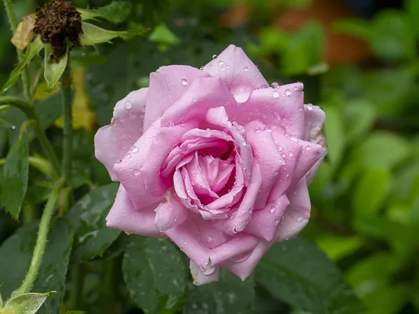 Arkaplanı bulanık pembe gül çiçeği.