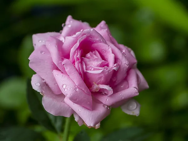 Rosa Rose Blume mit verschwommenem Hintergrund. — Stockfoto