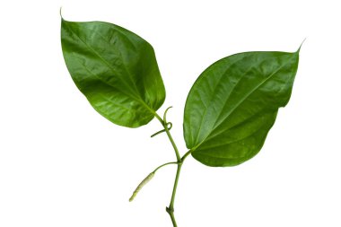 Beyaz zemin üzerine yeşil Piper betle yaprak