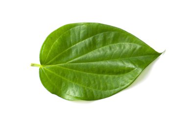 Beyaz zemin üzerine yeşil Piper betle yaprak