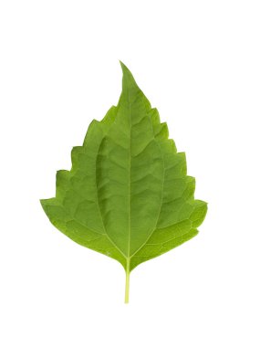 Acı çalı ya da Siyam ot yaprağı. 