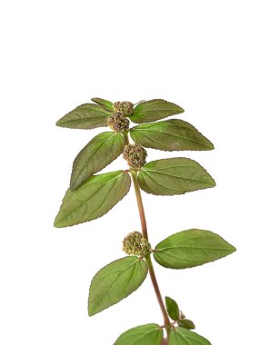 Bahçe Spurge bırakır. (Euphorbia hirta bitki)