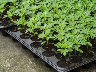 Fidan dikimi için marigolds