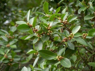 Ağlayan incir, Ficus benjamina, Hint inciri ağacı