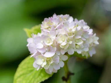 Yumuşak beyaz ortanca çiçeğini, yeşil yapraklı bulanık arka bahçeyle kapat.