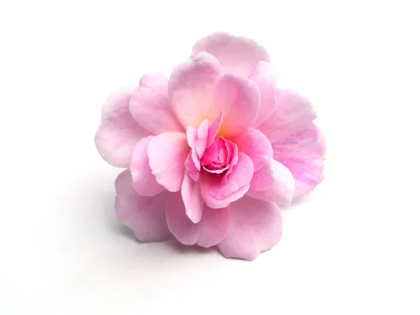 Розовый цветок Дамаска — стоковое фото