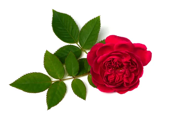 Цветок розы дамасской (Fdamascena) ) — стоковое фото