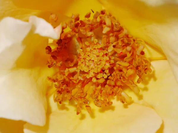 Fechar o pólen de amarelo rosa flor . — Fotografia de Stock