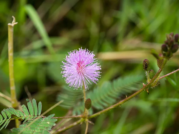 Cerrar las hojas de la planta sensible, planta somnolienta — Foto de Stock