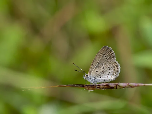 Papillon sur herbe fleurie avec fond flou . — Photo