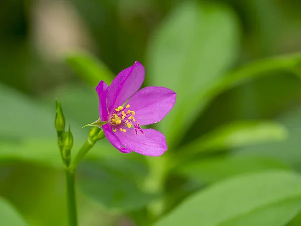 Gros plan de Talinum paniculatum fleur avec fond flou . — Photo