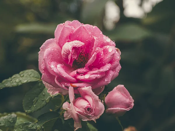 Růžová růže květiny s rozmazaným pozadím. — Stock fotografie