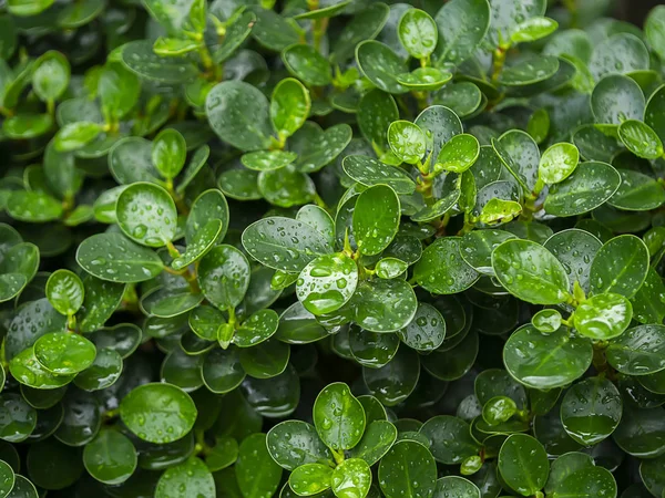 Zelený list Ficusannulata Blume strom s kapkou vody na listy — Stock fotografie