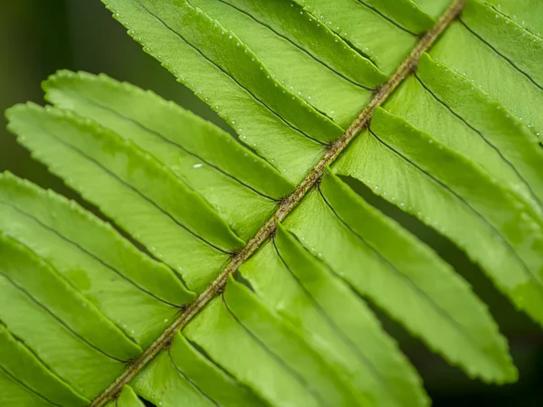 Gros plan des feuilles de fougère — Photo