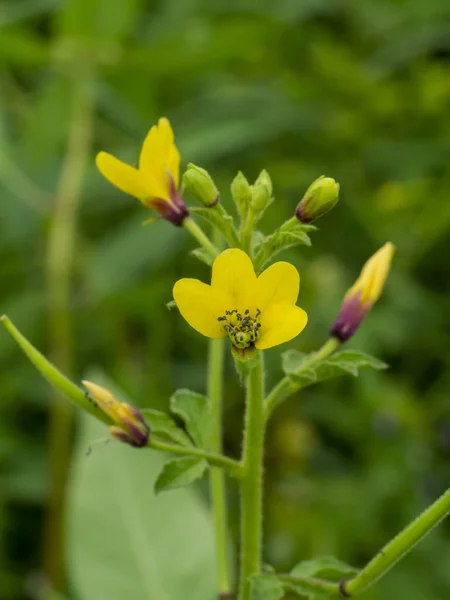 Fiore di ragno asiatico giallo . — Foto Stock