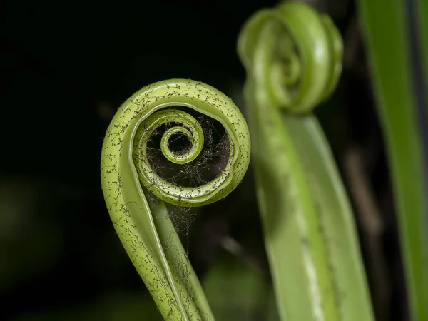 シダの葉を閉じて — ストック写真