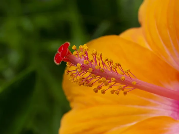 Fechar o pólen de laranja rosa chinesa ou sapato flor . — Fotografia de Stock
