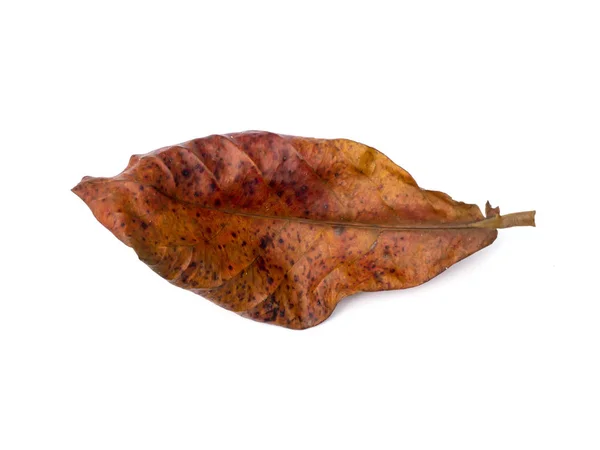 Dry Bengal almond leaves on white background. — Stock Photo, Image