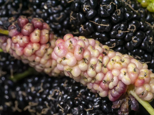 Frutta biologica di gelso. gelso viola fresco su gelso nero — Foto Stock