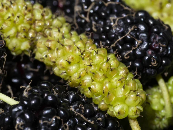 Organic Mulberry fruit. fresh yellow mulberry on black mulberry — Stock Photo, Image