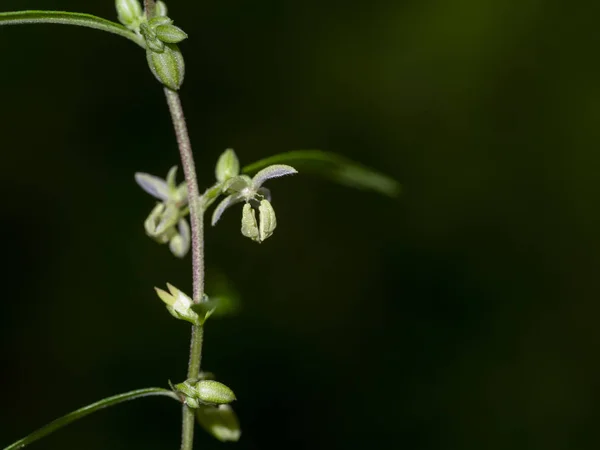 Zamknij kwiat zielonej marihuany lub nasion kija tajlandzkiego — Zdjęcie stockowe