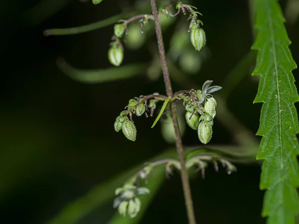 Chiudi Marijuana Verde o semi di bastone tailandese e fiori sulla crusca — Foto Stock