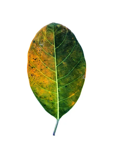 Закрыть Jackfruit листья на белом фоне — стоковое фото