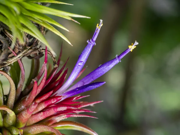 Gros plan fleur de tillandsia plante d'air avec fond flou . — Photo