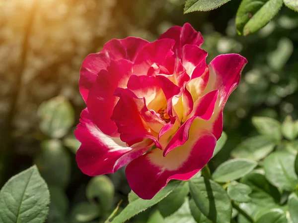 Primer plano de flor de rosa roja y amarilla con luz sobre fondo borroso gr —  Fotos de Stock