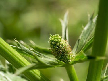 Bulanıklık yeşil yaprakları ile Culantro çiçek kapatın. 