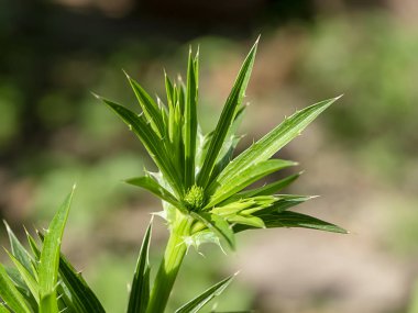Bulanıklık yeşil yaprakları ile Culantro çiçek kapatın. 
