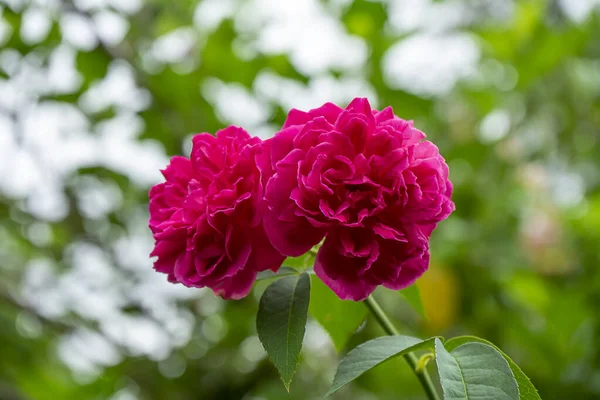 Close up rosa scuro fiore di rosa con sfondo sfocato . — Foto Stock