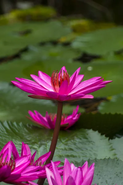 Close up of deep pink waterlily flower with leaves. — Stock Photo, Image