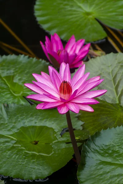 Close up of deep pink waterlily flower with leaves. — Stock Photo, Image