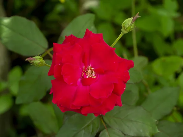 Zbliżenie czerwony Floribunda Róża Kwiat. — Zdjęcie stockowe